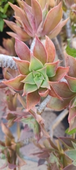 Aeonium leucoblepharum