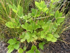 Ligusticum scothicum