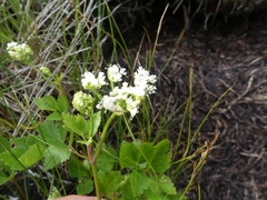 Ligusticum scothicum