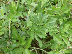 Ligusticum scothicum