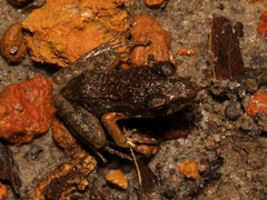 Pulchrana