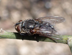 Pollenia rudis