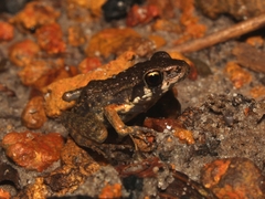 Pulchrana