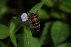 Phytomia argyrocephala