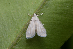 Musotiminae