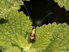 Nemophora fasciella
