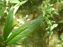 Phytomyza albiceps group