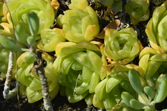 Haworthia cymbiformis