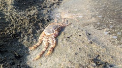 Grapsus