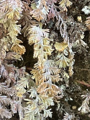 Hymenophyllum tomentosum