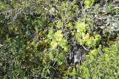 Haworthia cymbiformis