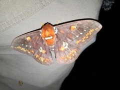 Procitheronia fenestrata