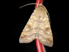 Diarsia canescens