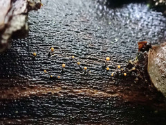 Stilbocrea gracilipes