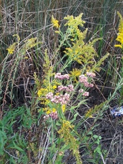 Solidago mexicana