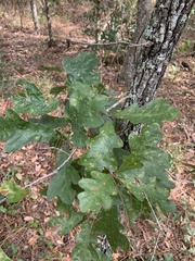 Quercus margaretiae