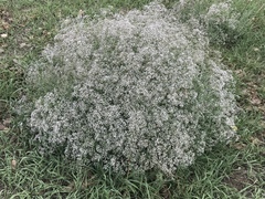 Magnoliopsida