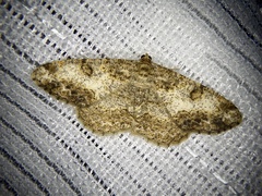 Phanerothyris sinearia