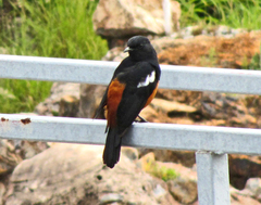 Thamnolaea cinnamomeiventris