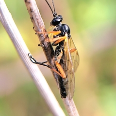 Ctenopelmatinae