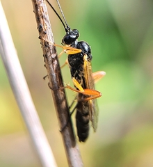 Ctenopelmatinae