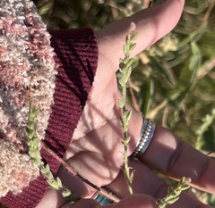 Oenothera curtiflora