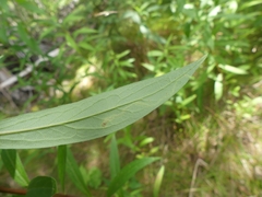 Phytomyza albiceps group