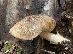 Pluteus granularis