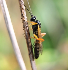 Ctenopelmatinae