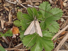 Thaumatopsis solutellus