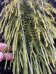 Phlegmariurus