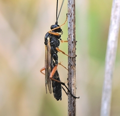 Ctenopelmatinae