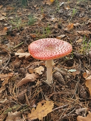 Amanita muscaria muscaria