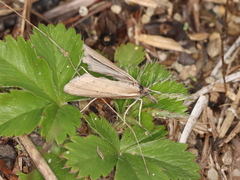 Thaumatopsis solutellus