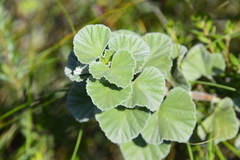 Pelargonium reniforme