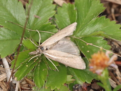 Thaumatopsis solutellus