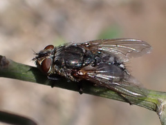 Pollenia rudis