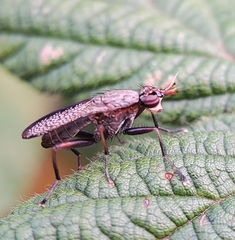 Coremacera marginata