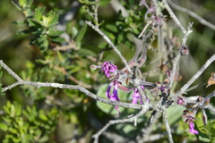 Pelargonium reniforme