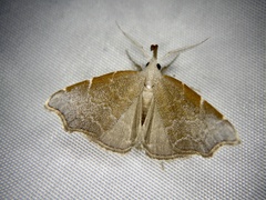 Ectogonia butleri