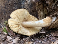 Pluteus granularis