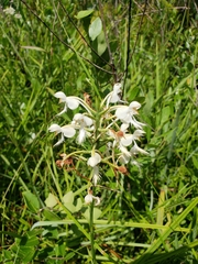 Platanthera blephariglottis conspicua