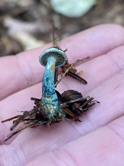 Lactarius rubrilacteus