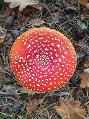 Amanita muscaria muscaria