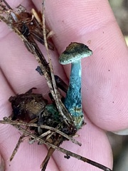 Lactarius rubrilacteus