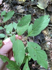 Viburnum prunifolium