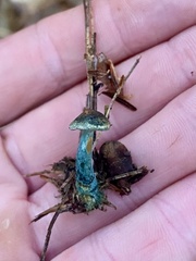 Lactarius rubrilacteus