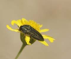 Acmaeodera resplendens
