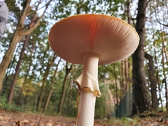 Amanita muscaria muscaria