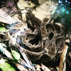 Bothrops asper